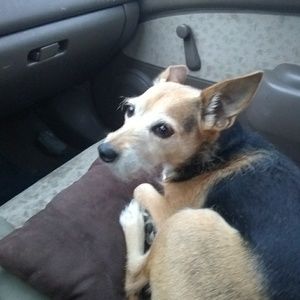 Meet your Posher, Rusty